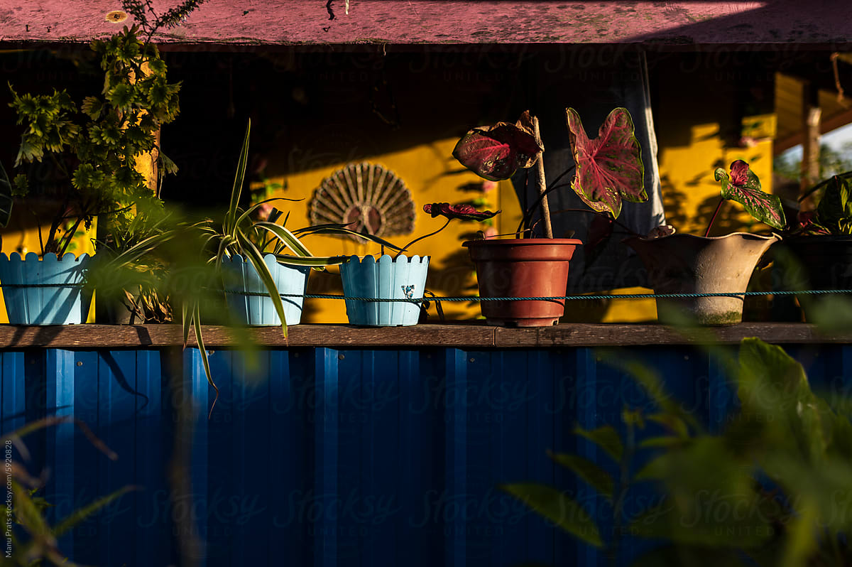 Vivid porch garden with potten plants, Asia