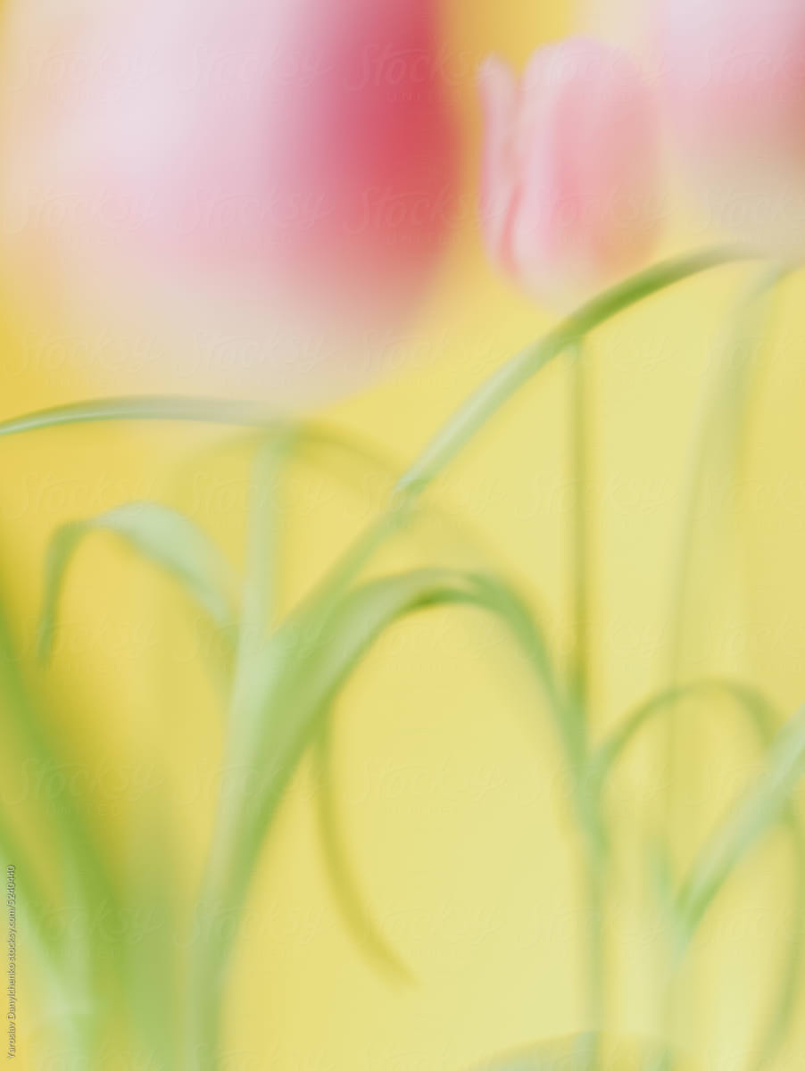 Tulips on yellow background, out of focus.