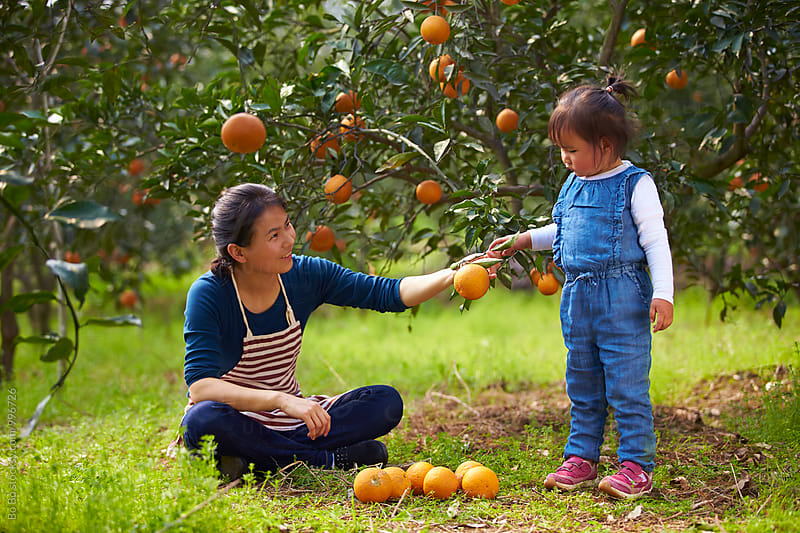 lovely little asian girl with her mother in the orange farm