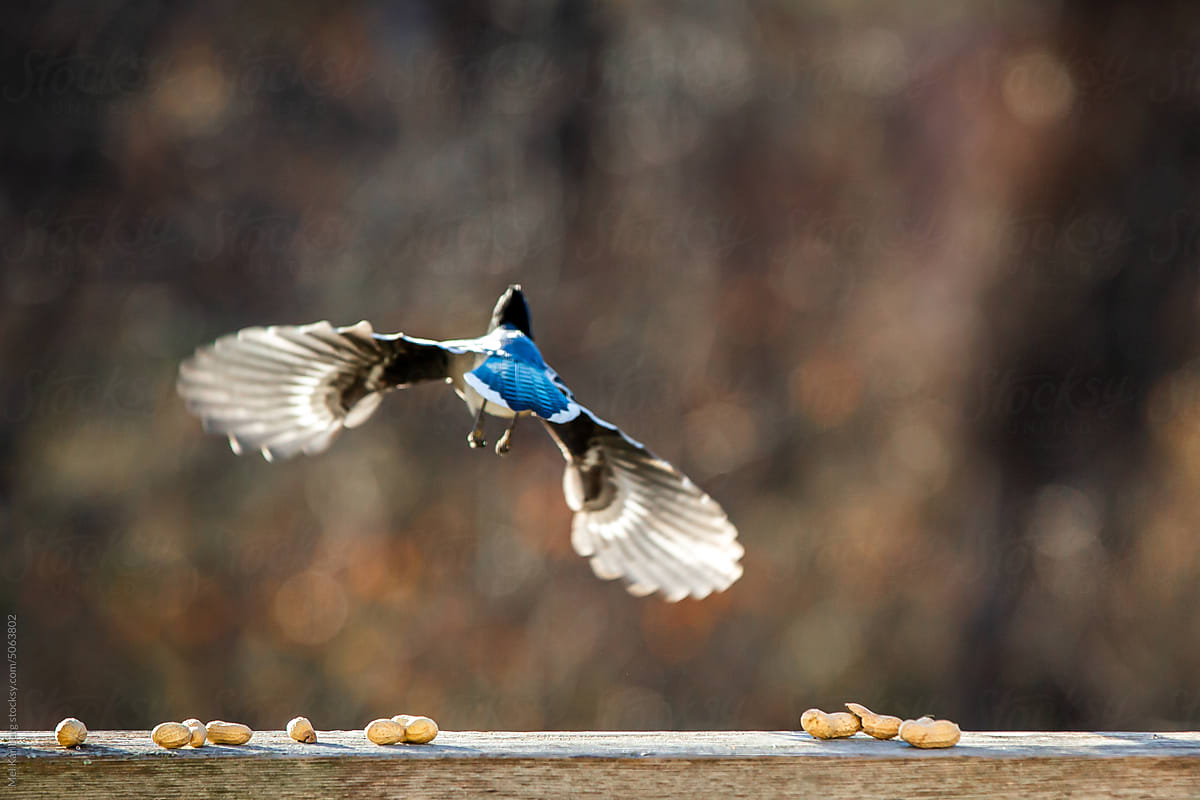 Blue Jay bird flying away after eating peanuts on a home back deck