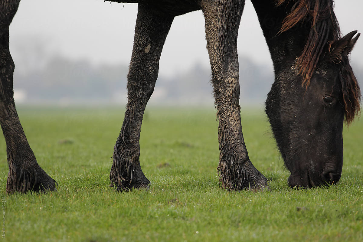 Grazing horse with muddy legs, outside in a field in winter