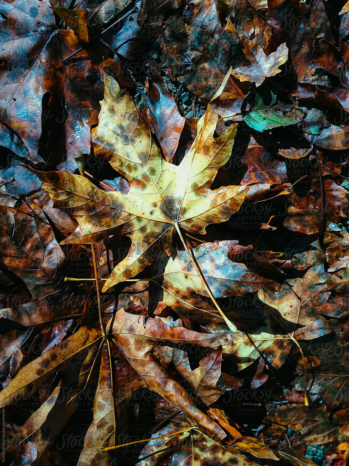 Maple leaves in autumn, North Cascades, WA, USA