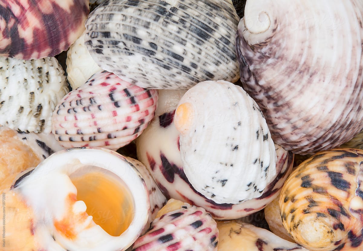 Nerite seashells, close up