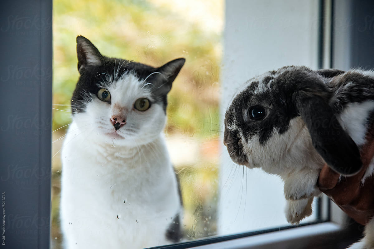 Adorable cat and rabbit near window at home