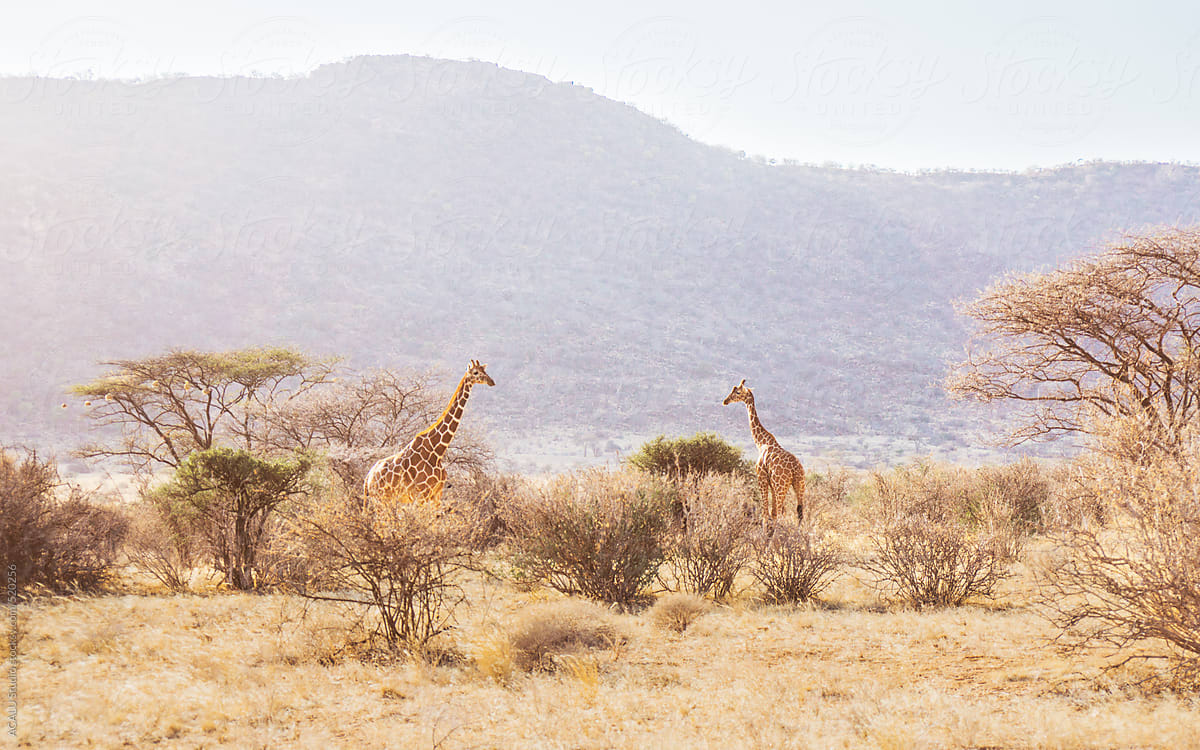 Reticulated giraffe in Africa