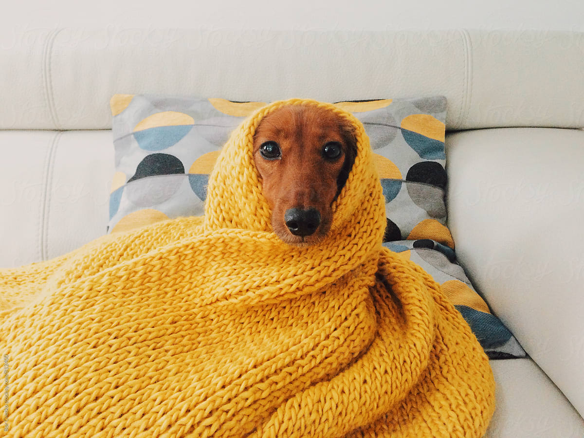 Dog in yellow scarf