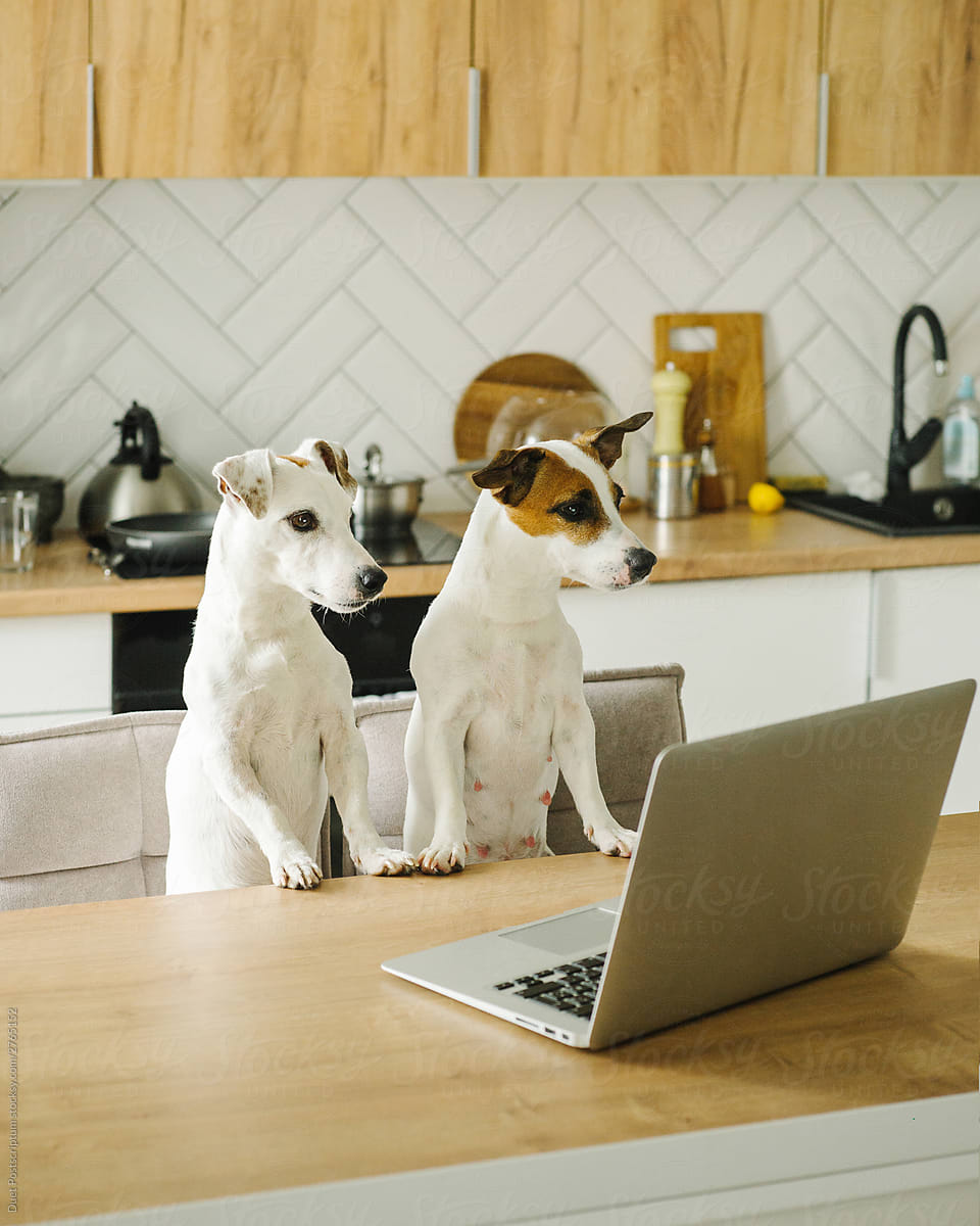 Two dogs sitting near a laptop