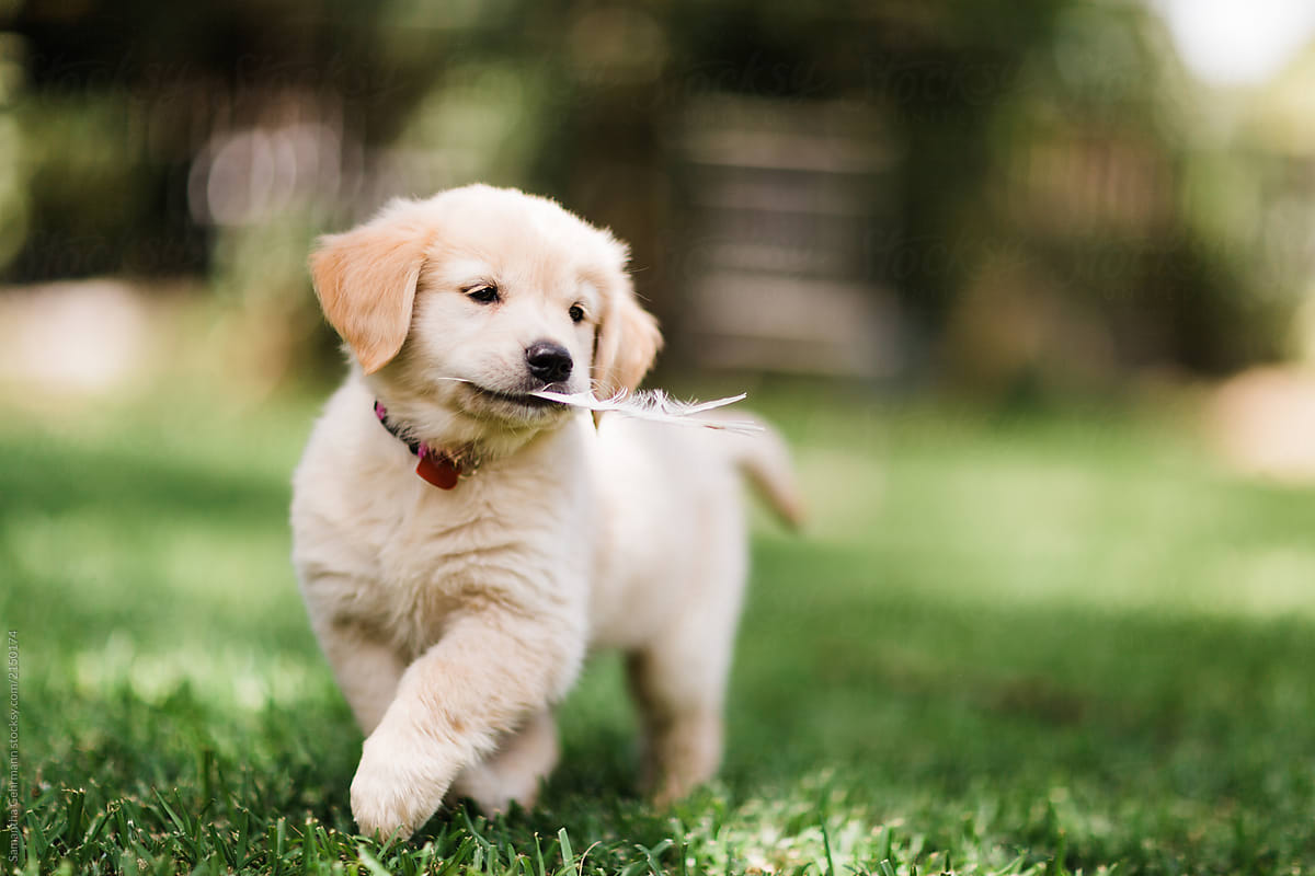 Golden Retriever Puppy Retrieving A Feather By Samantha Gehrmann
