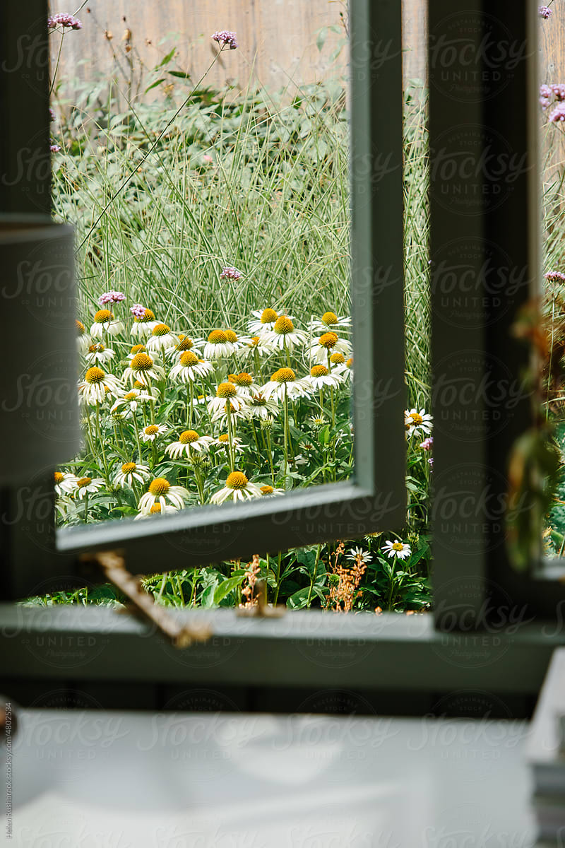 View of white flowers through a window.