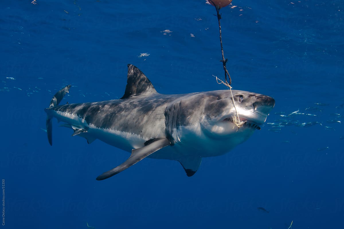 Great white shark attacks a bait