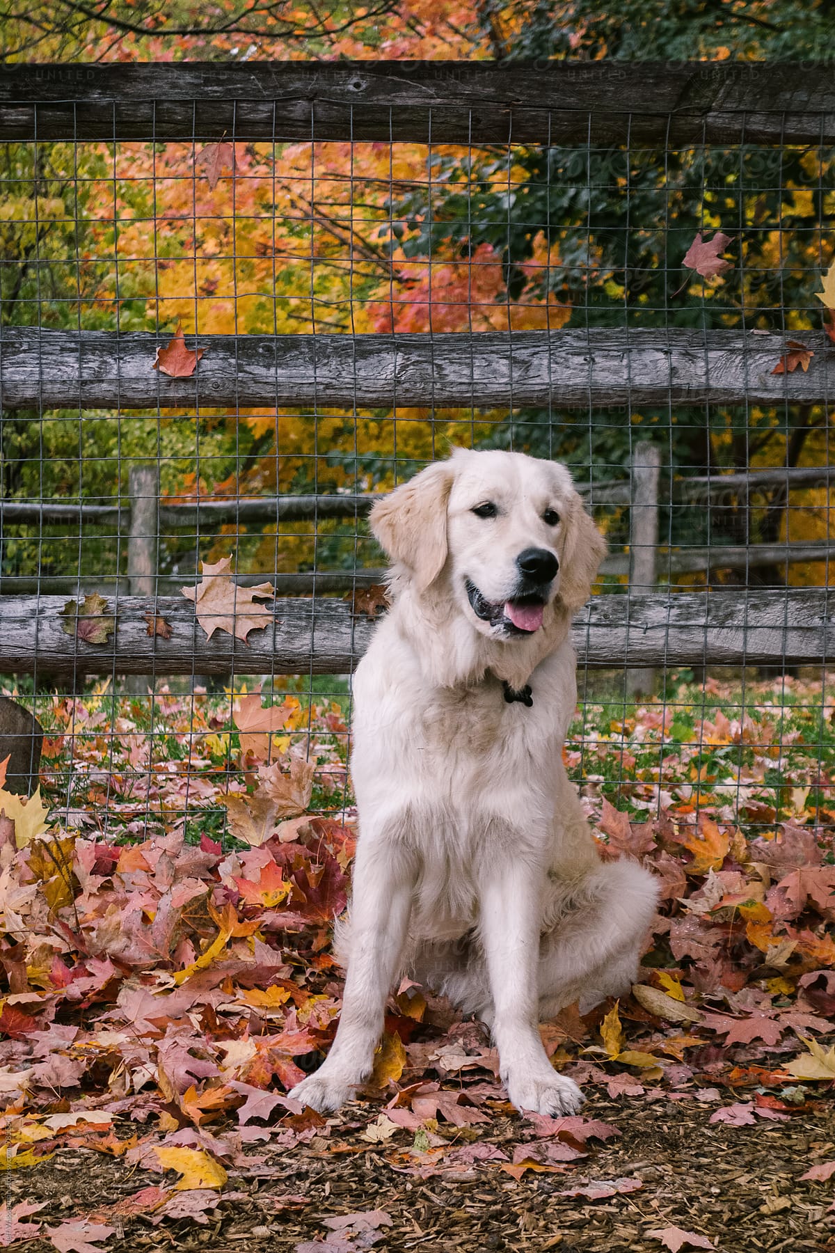 English Golden Retriever and Autumn Leaves