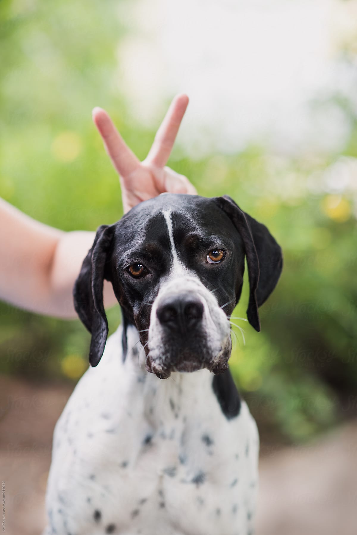 Funny portrait of a pointer