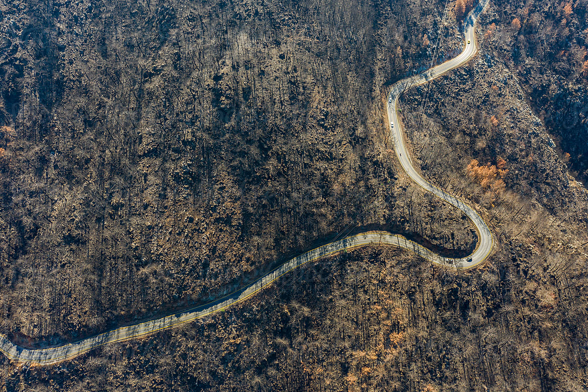 road passes through a burned forest