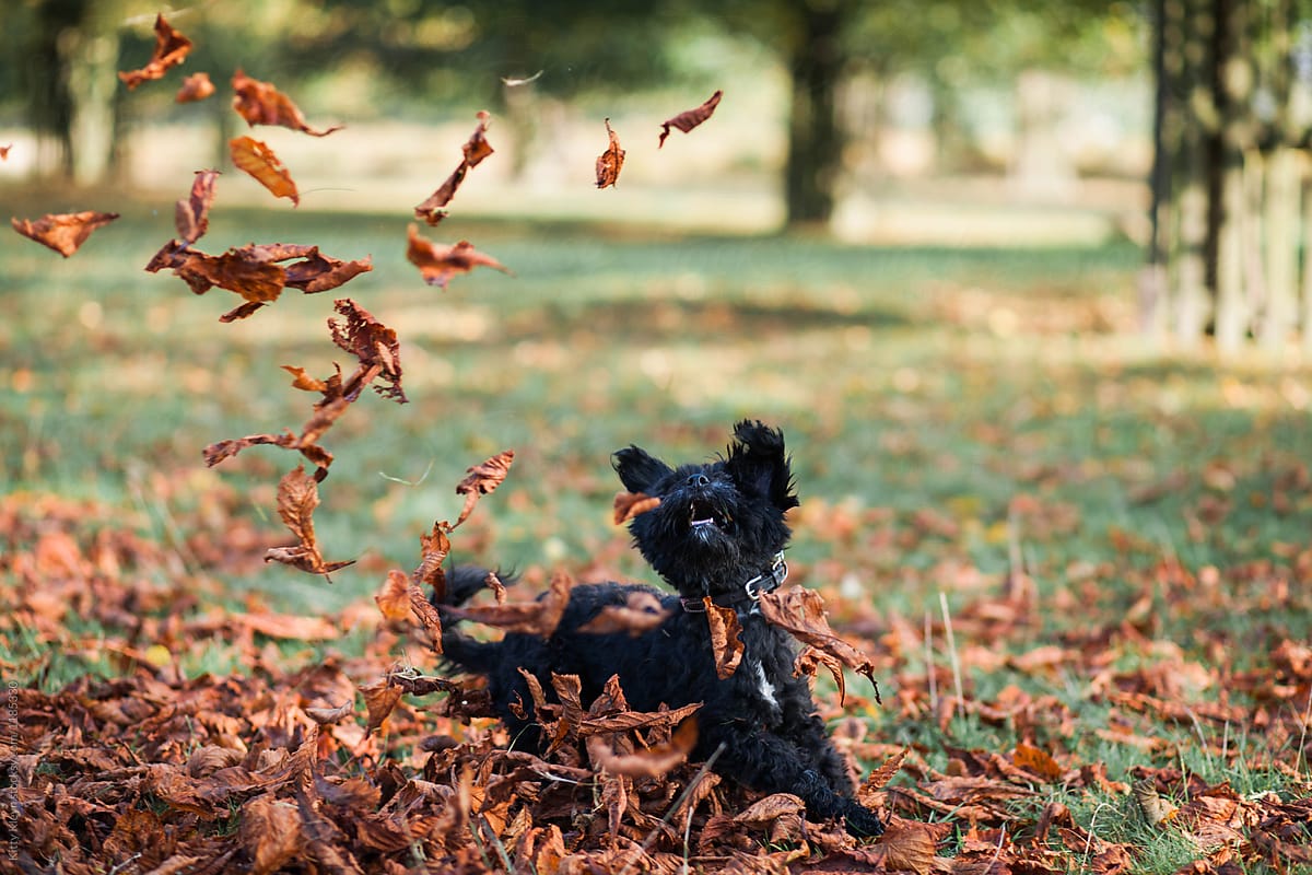 Happy dog playing in leaves