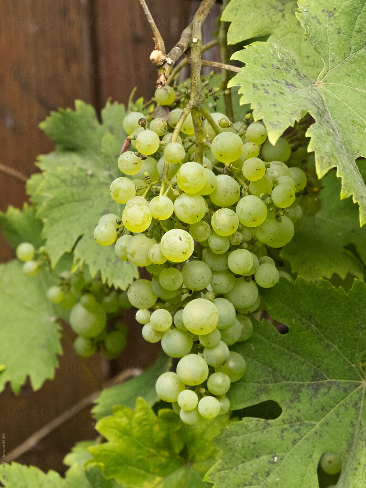 wild grapes growing before a wooden wall