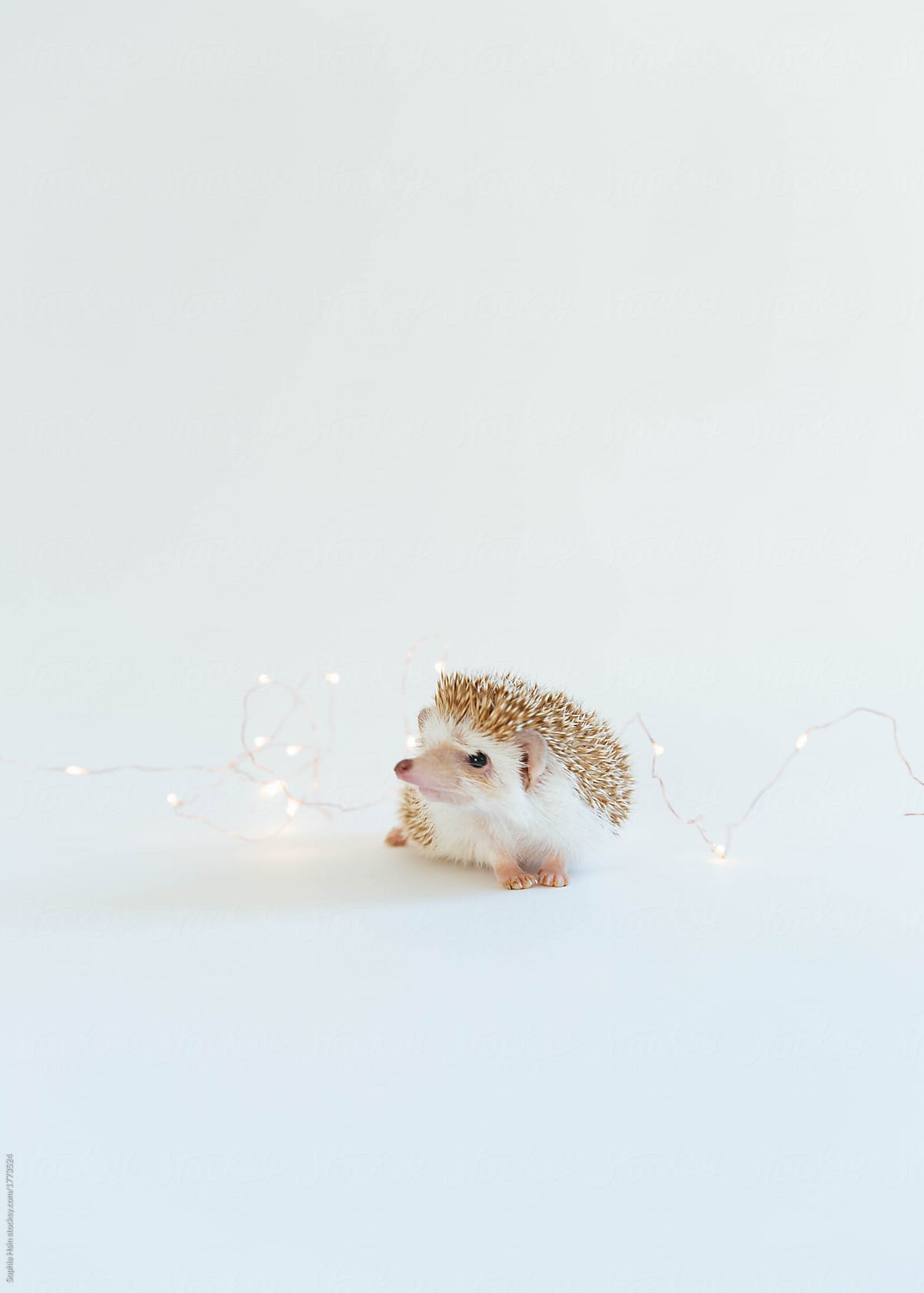 Tiny cute hedgehog surrounded by fairy lights