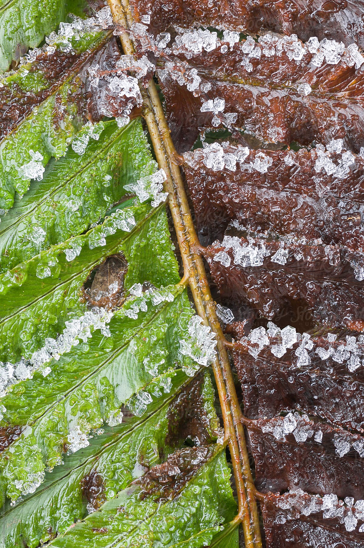 Fern frond and frost in winter