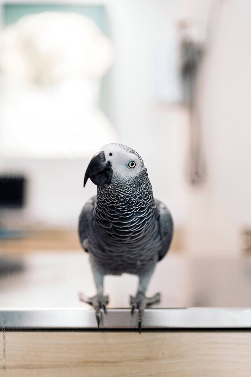 Portrait of African Grey Parrot