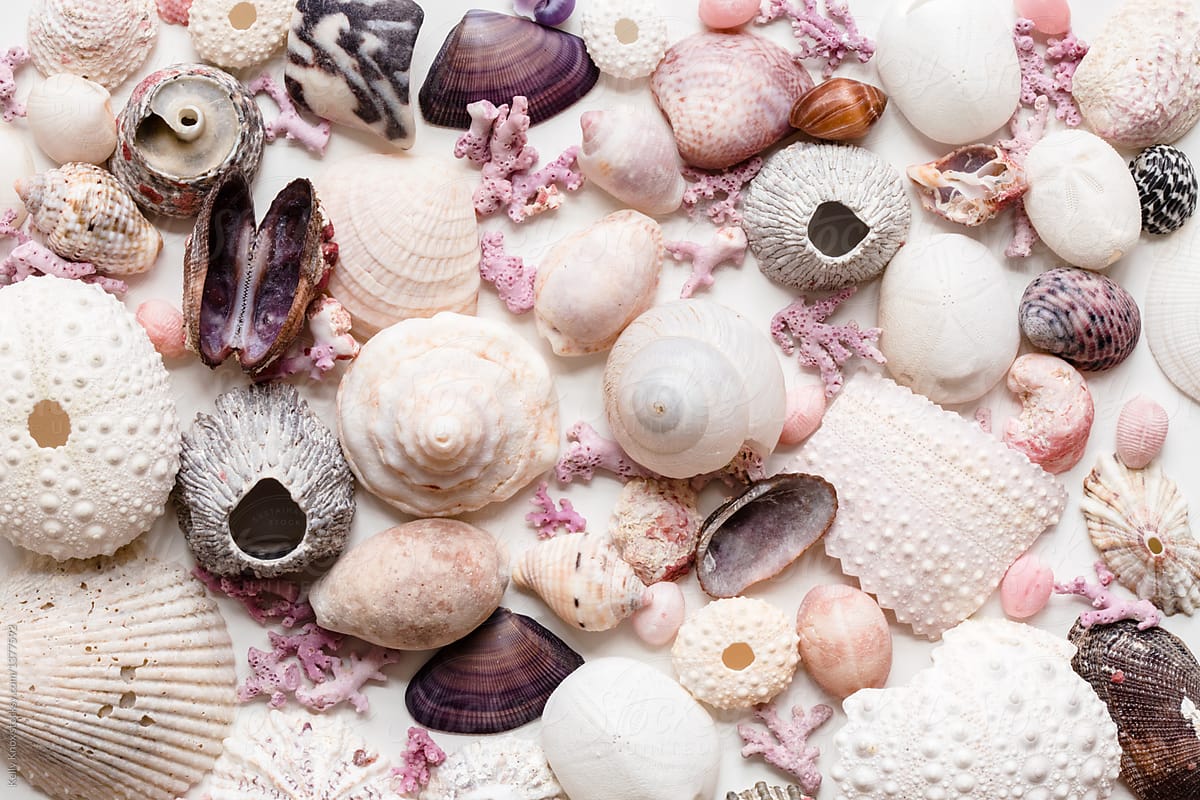 Collection Of Pastel Seashells From The Caribbean by Stocksy Contributor  Kelly Knox - Stocksy