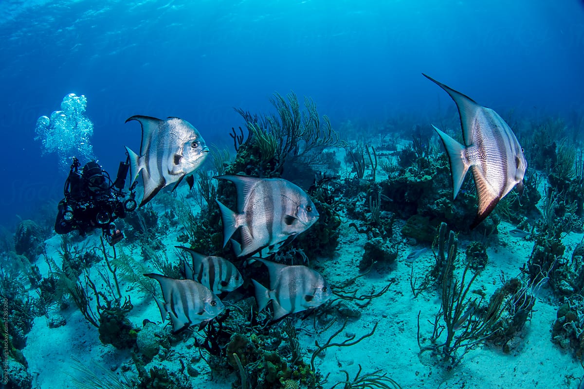 Underwater photographer diving with schooling Atlantic Spadefish
