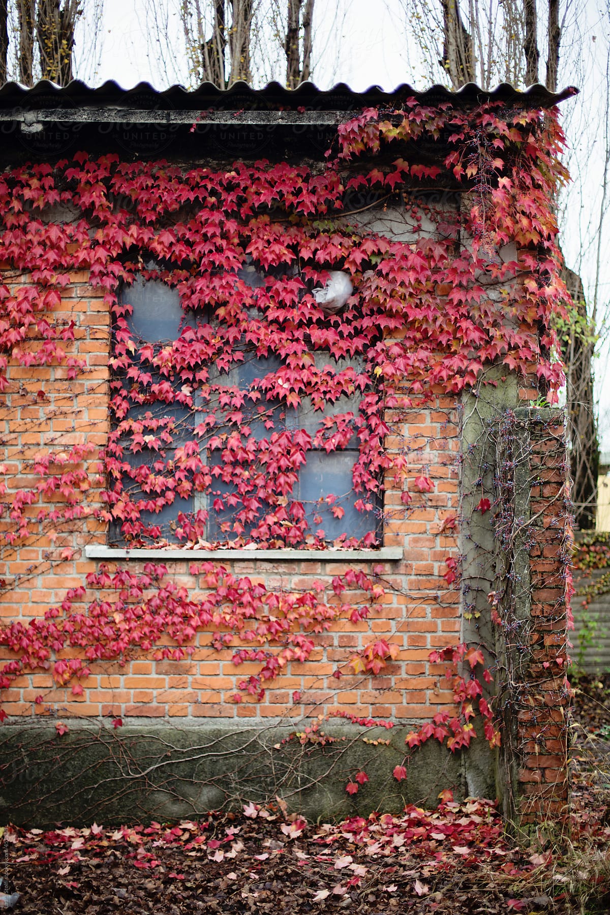 Old bricks building covered from red ivy and a carpet of fallen leaves