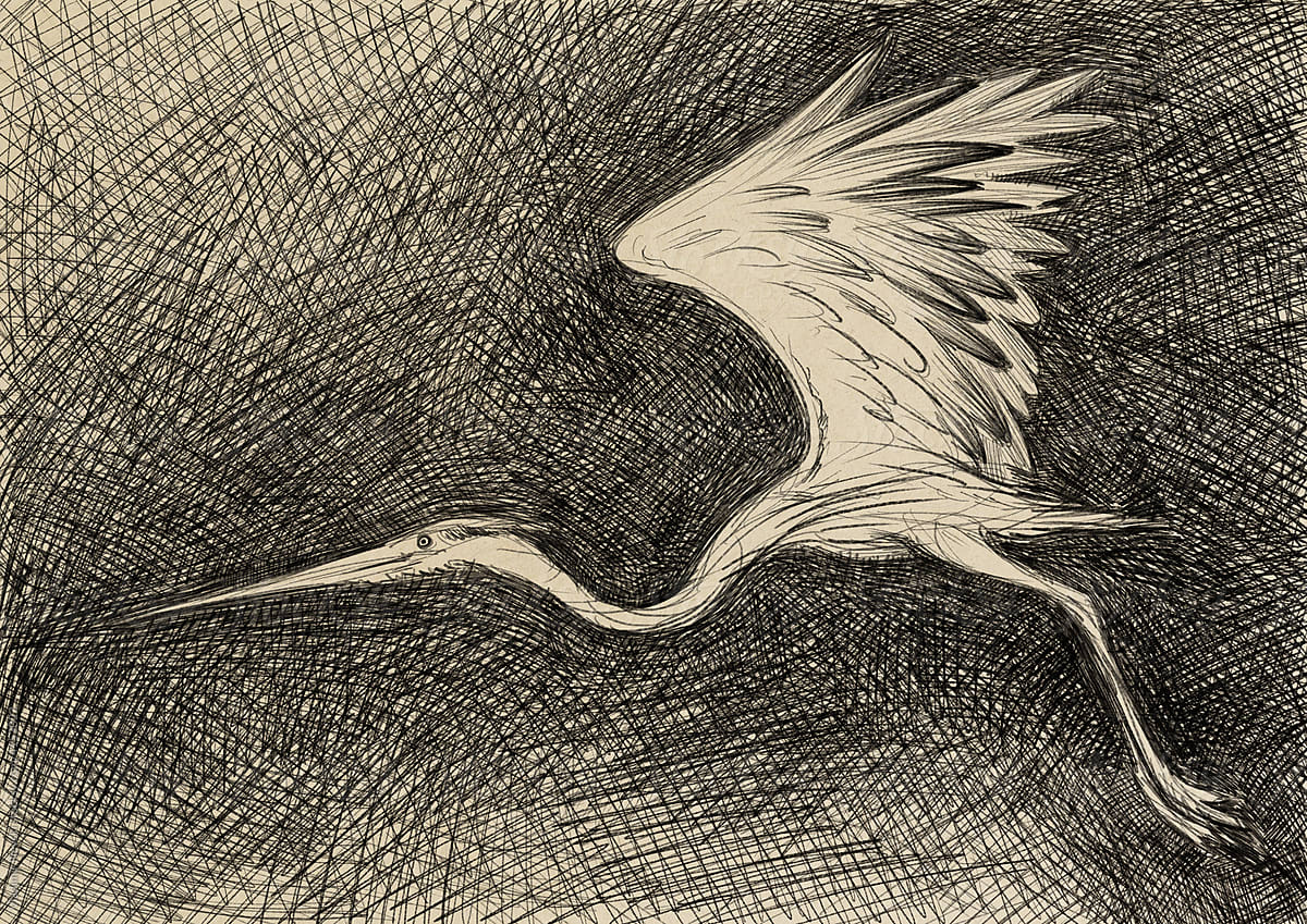 Heron drawing