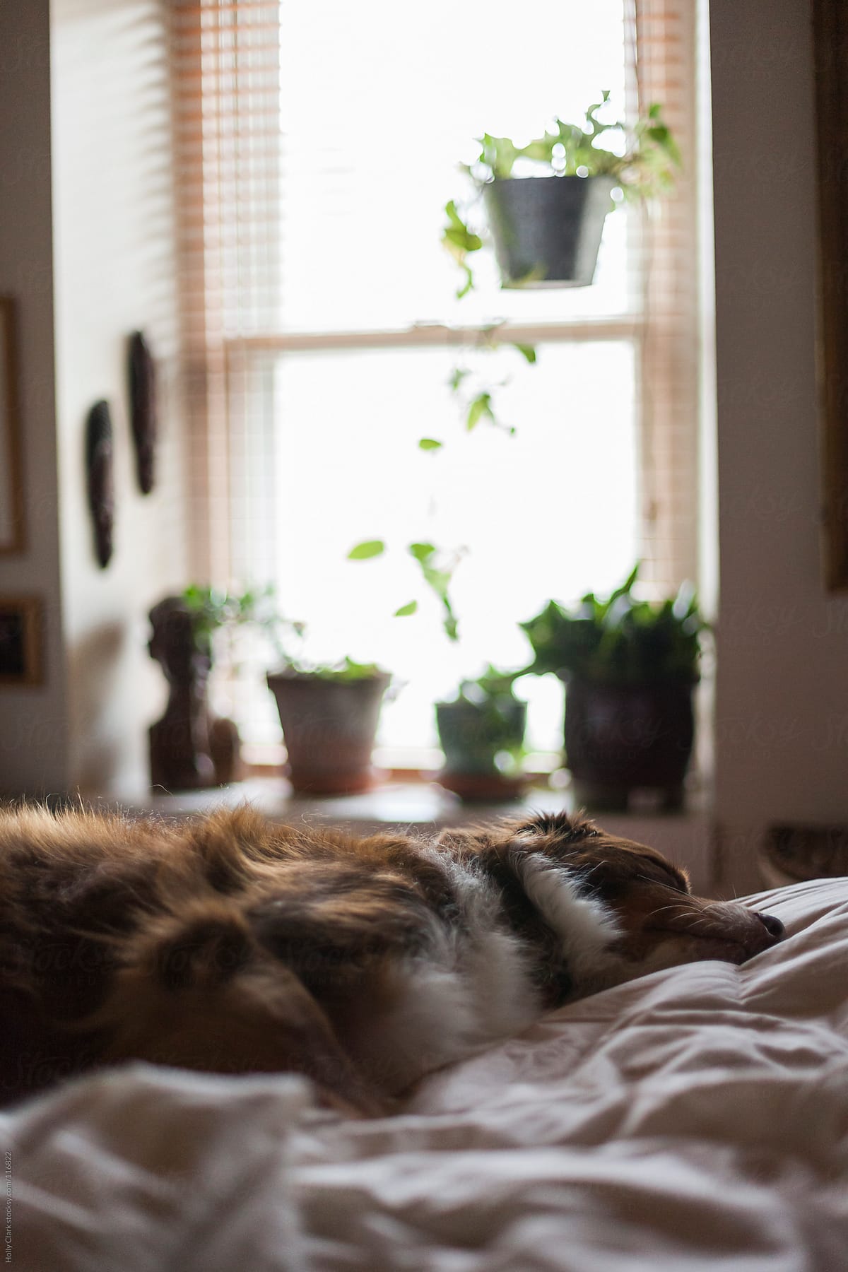 Dog asleep on bed in front of a window with houseplants