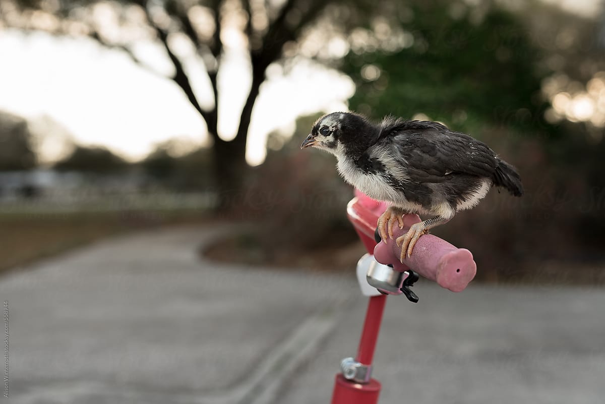 A Baby Chick Balances On The Handlebars Of A Pink Bike
