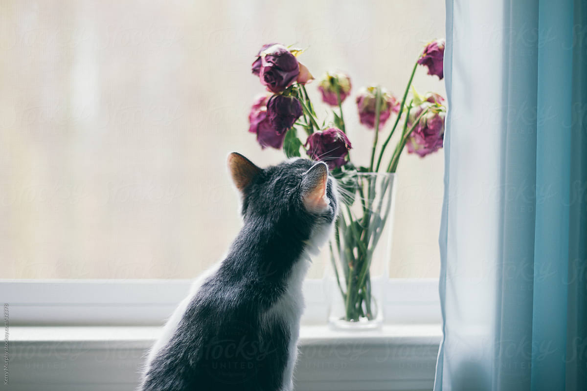 Curious cat sniffing pink flowers