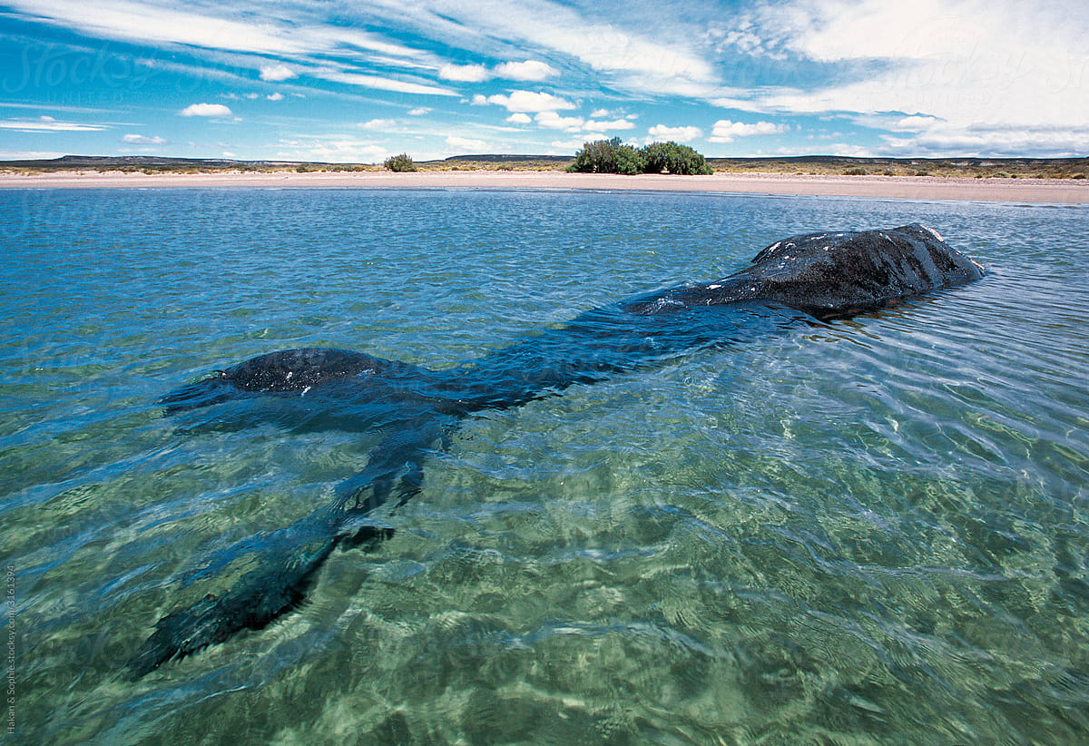 beached whale decomposing in shallow waters