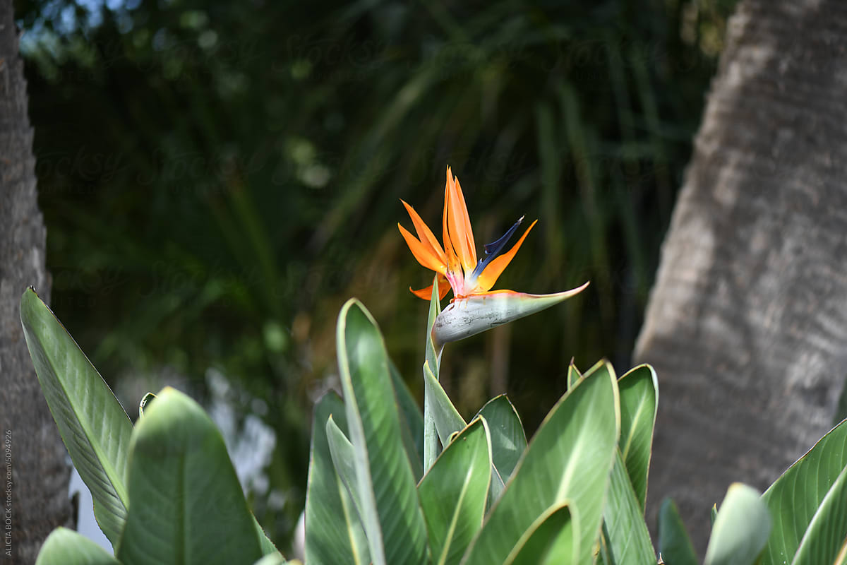 A Colorful Bird Of Paradise Flower In Bloom