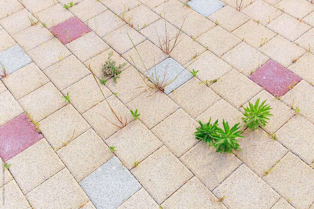 Close-up of plants growing between sidewalk blocks.