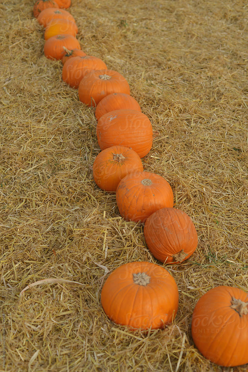 Pumpkins in a dry grass