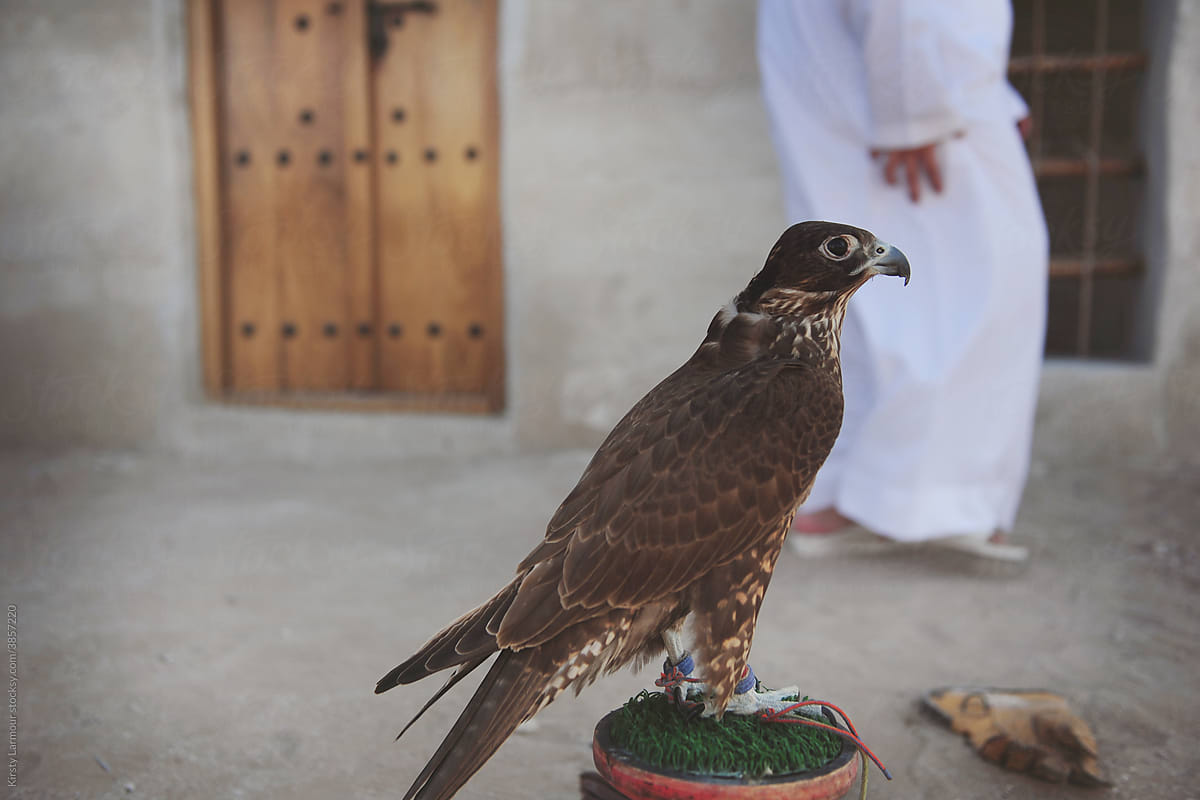 A falcon in the United Arab Emirates