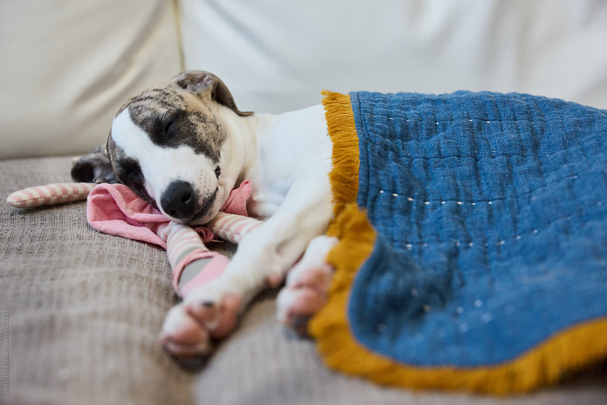 Cute portrait of whippet puppy sleeping on sofa