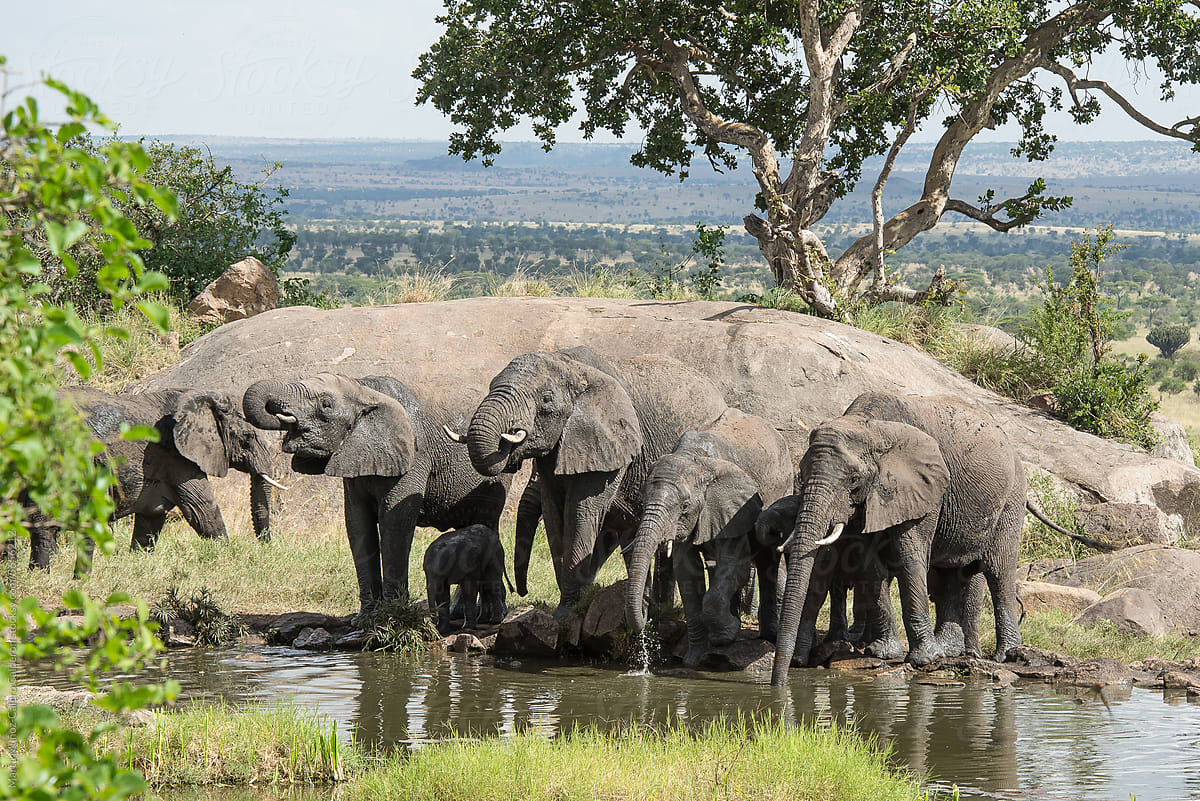 Group of elephants bathing and drinking in a pond