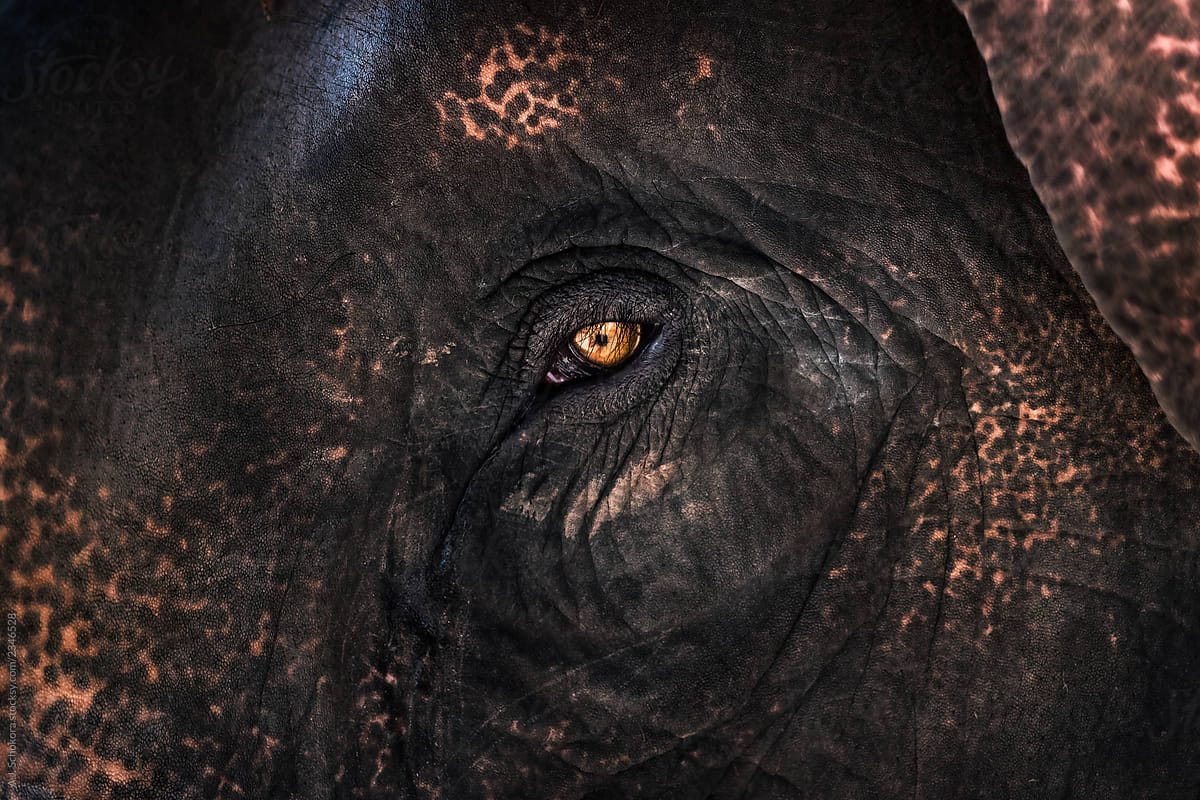 Elephant Eye