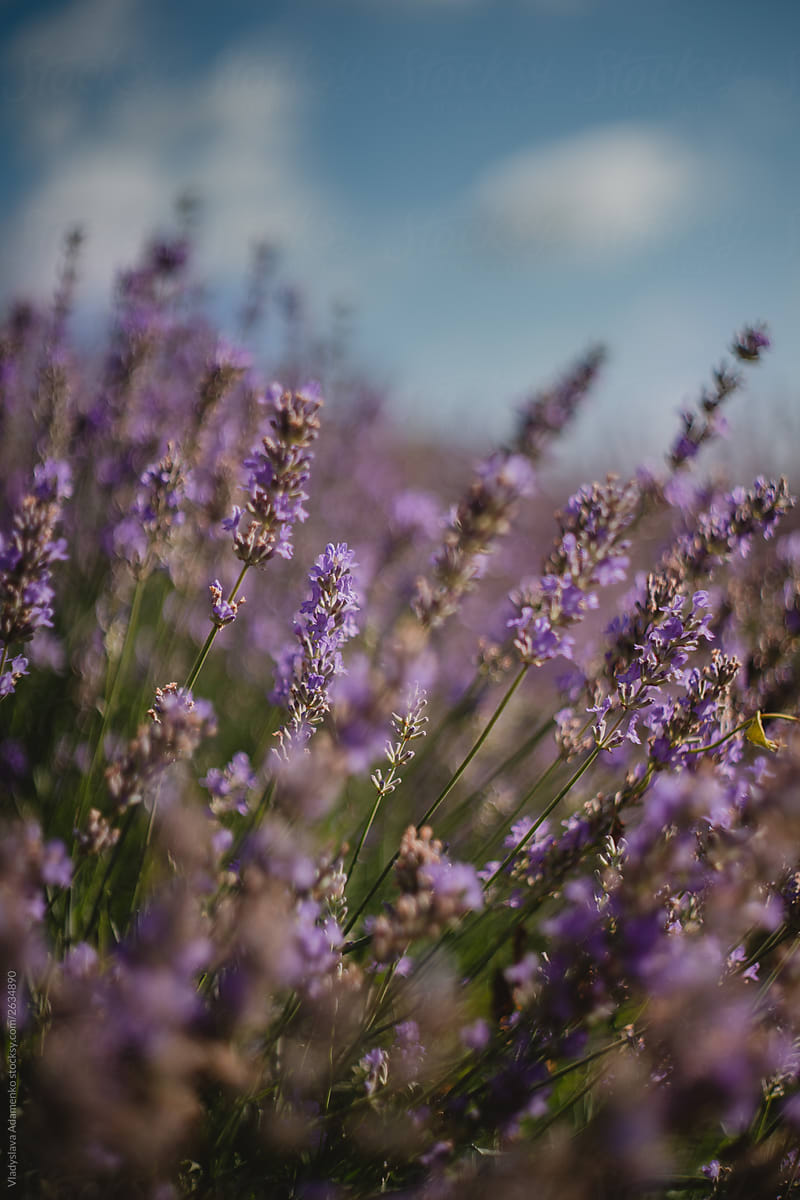 Lavender blossom outdoor in daylight