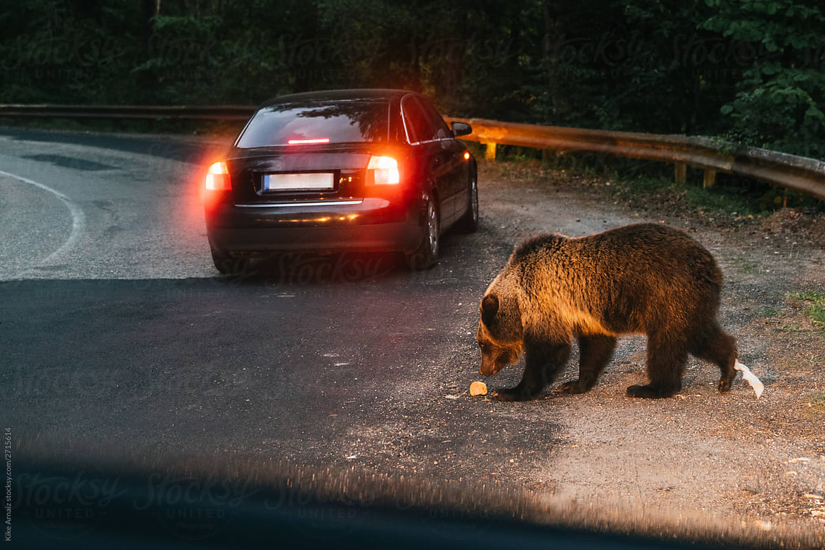 Wild brown bear crossing the asphalt road at evening