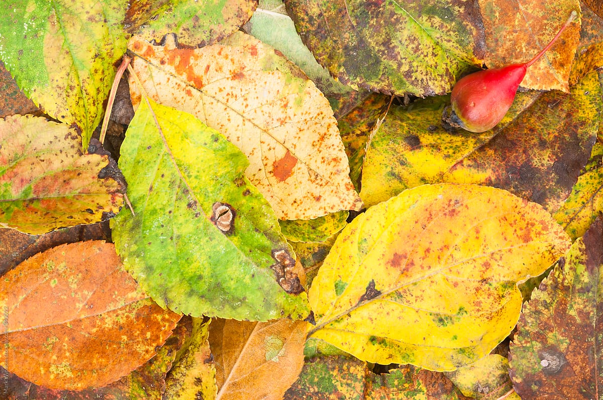 Crabapple fruit and leaves in Autumn