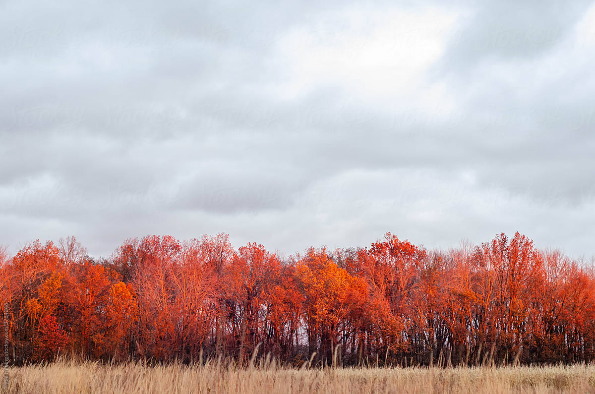 Red Fall Trees