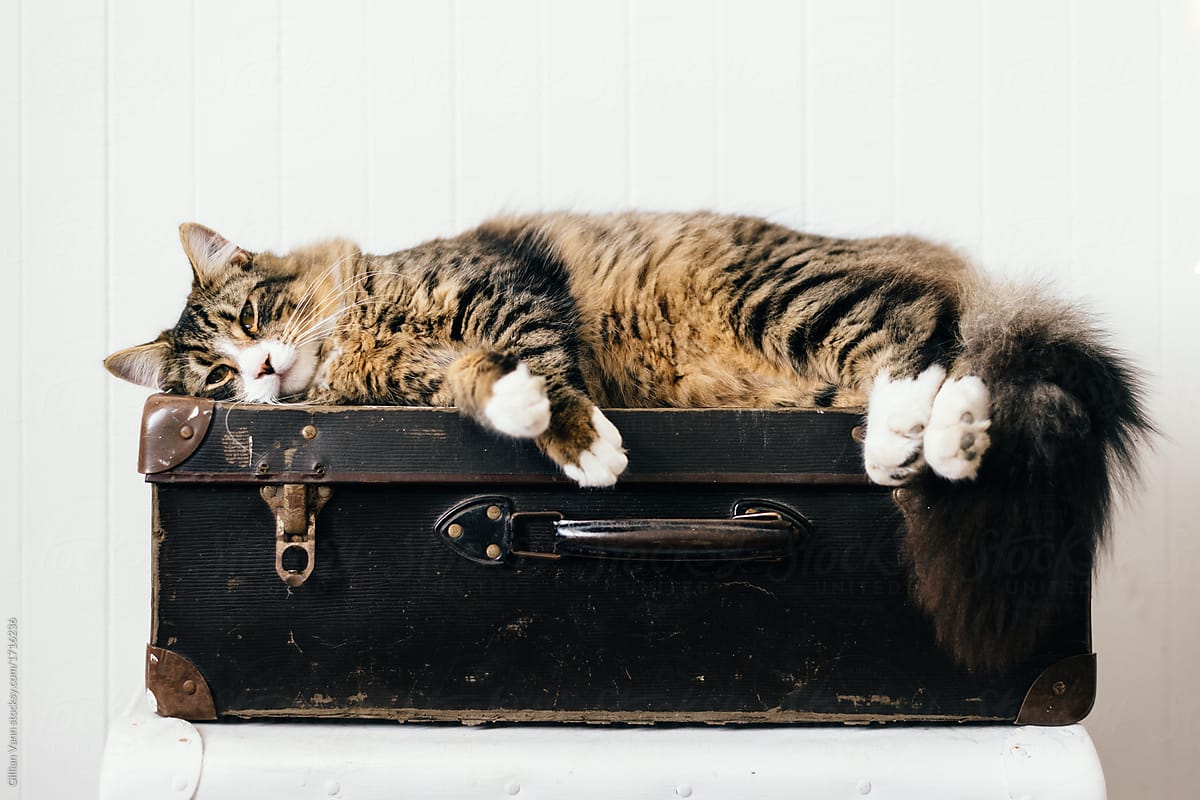 cat sleeping on vintage suitacase