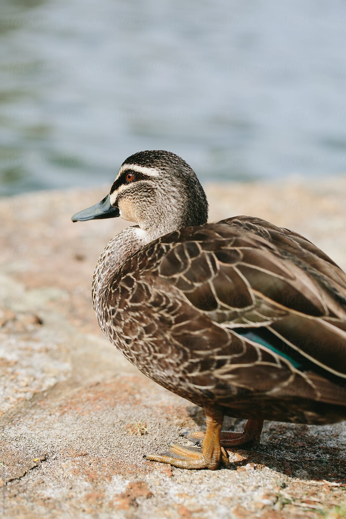 Pacific black duck (Anas superciliosa) standing near water