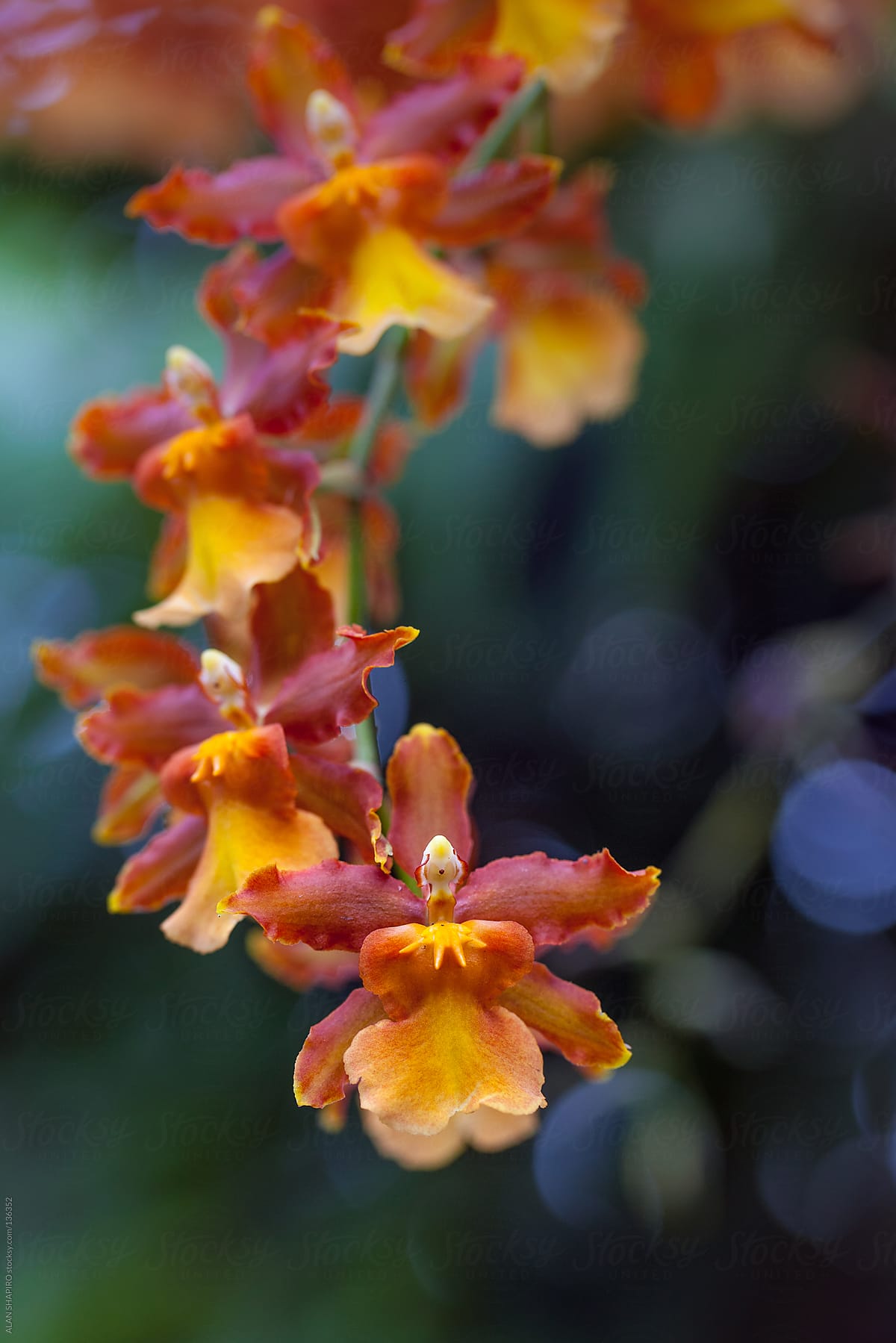 Orchid Conga line