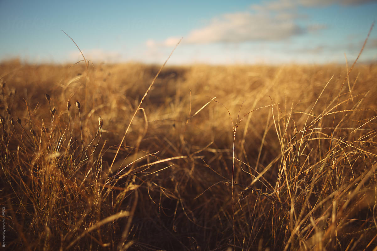 Wheat field on autumn nature rural outdoor