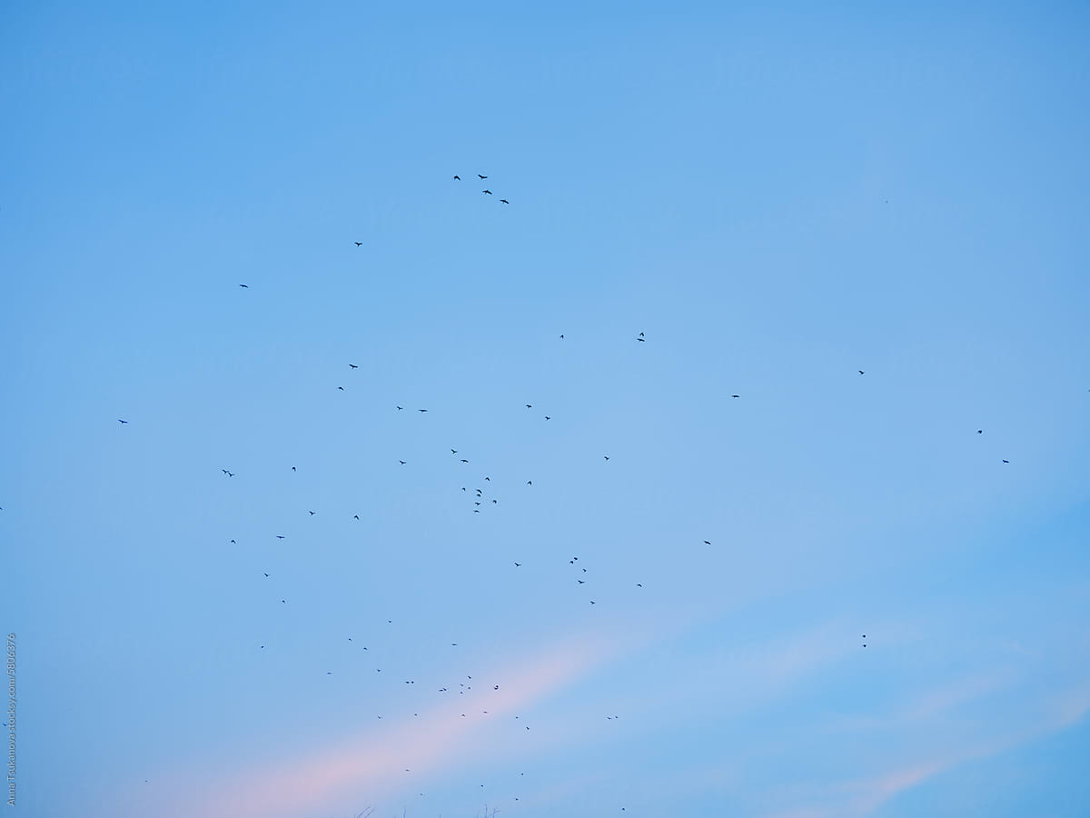 Flock of birds flying on the background of blue sky at sunset
