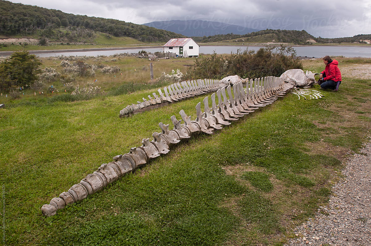 A woman sits close to the skeleton of two whales