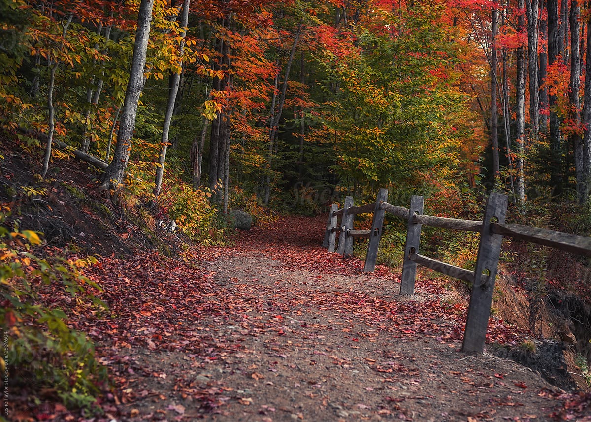 Rustic Autumn Path in the White Mountains