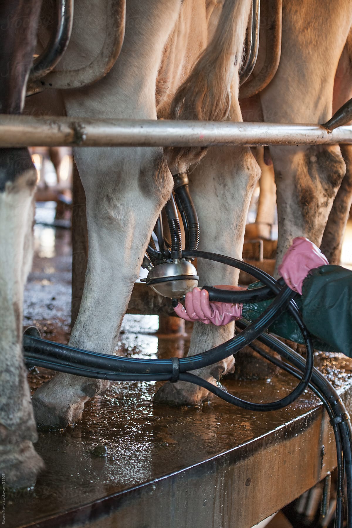 Farmer placing milking cups onto a cow