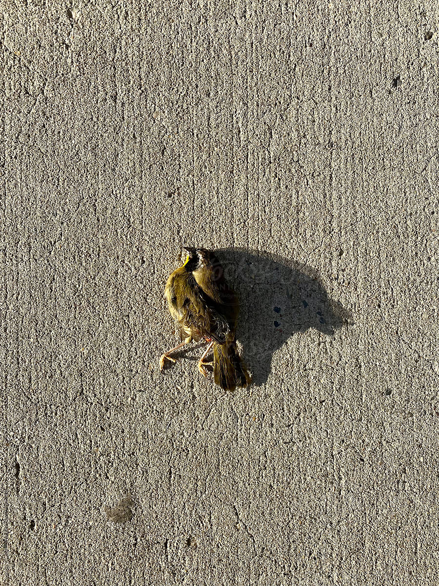 dead bird on the pavement